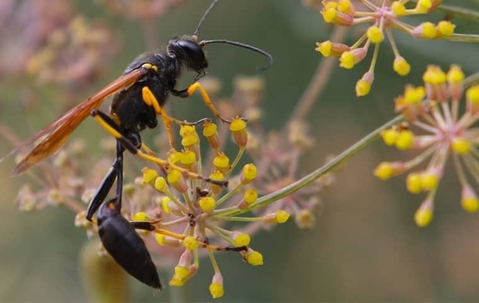 a mud dauber on a flower bud