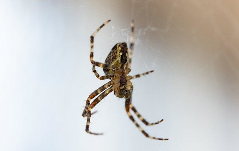 spider in web
