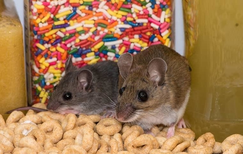 a mouse sitting in top of food