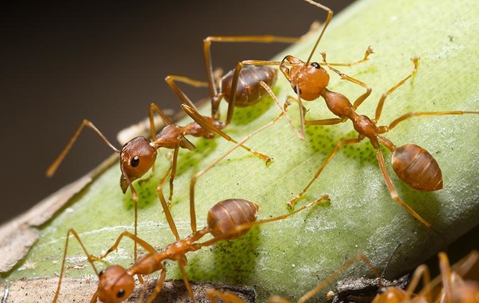 Fire ants on a stem