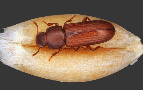 confused flour beetle on a grain