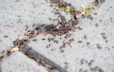 Ant infestation