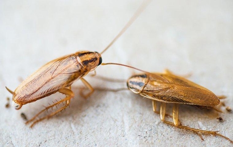 two cockroaches crawling on a kitchen counter