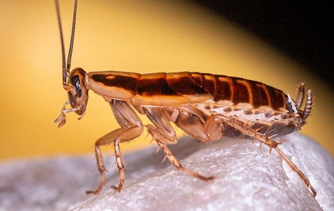 up close image of a german cockroach crawling in a living room