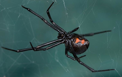 a black widow spider on her web