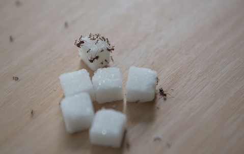 ants on sugar