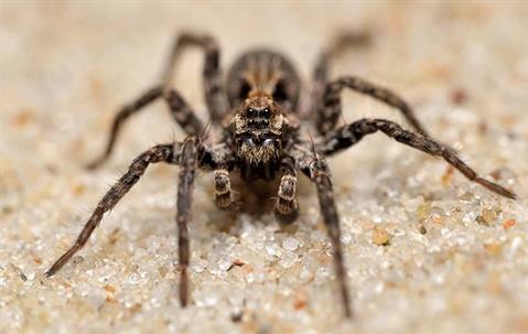 wolf spider prevention