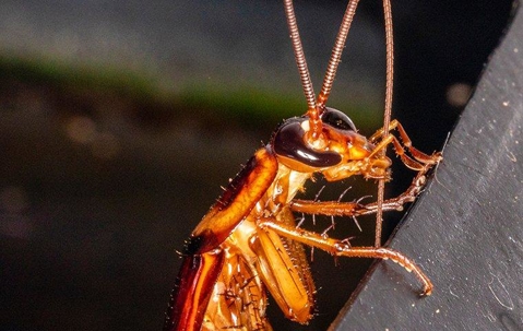 a cockroach crawling in a basement