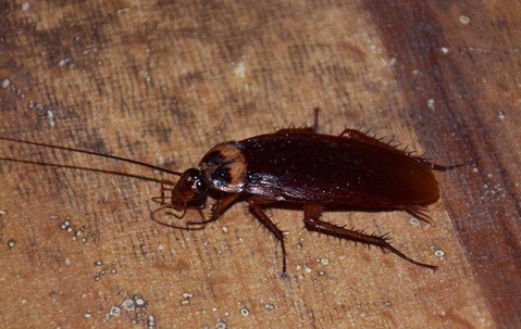 Cockroach in basement