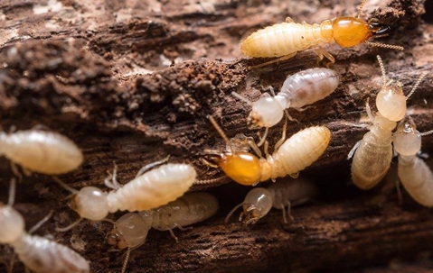 termites eating wood