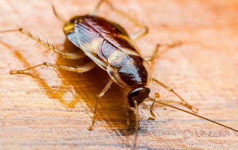 a brown banded cockroach in a Roseville home