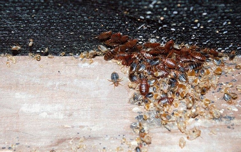 A bed bug infestation