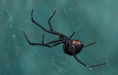 a black widow spider crawling on a web