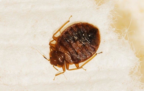 a bed bug crawling on bedding