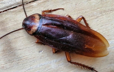 cockroaches crawling on kitchen table
