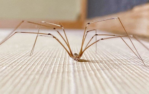 a cellar spider crawling on a living room floor