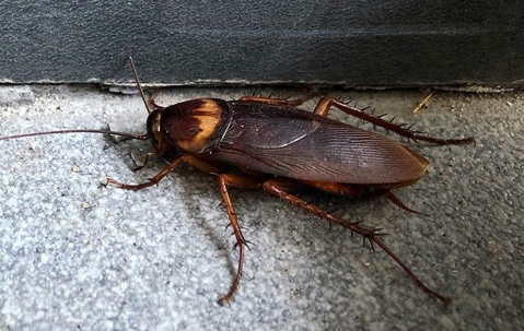 Cockroach