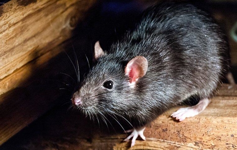 a roof rat crawling through an attic floor