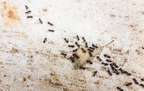 pavement ants on a a driveway