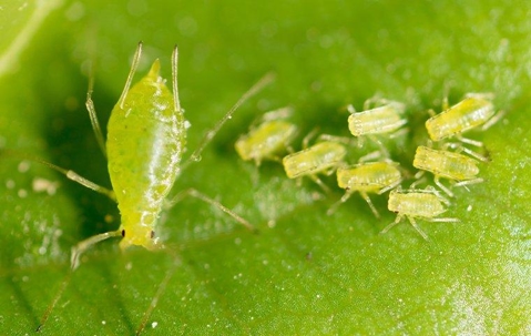 aphids on a green leaf