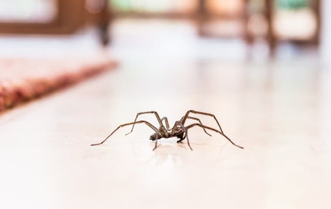 spider crawling along the floor