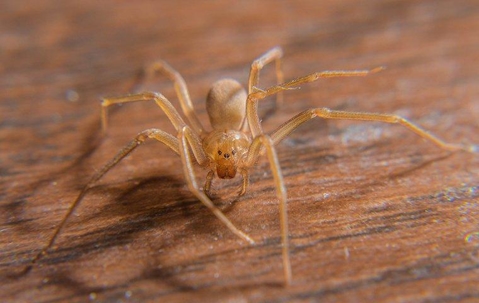 house spider on table