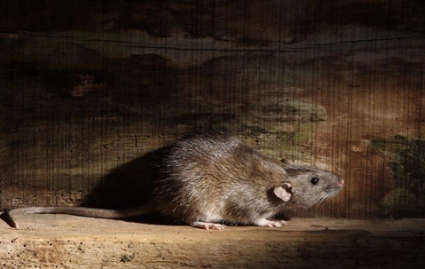 a norway rat in a home basement