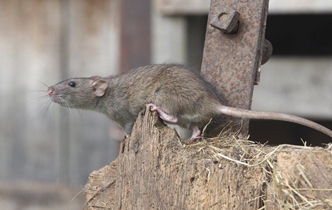 a norway rat on a piece of wood in a garage