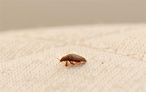 bed bug on a bed