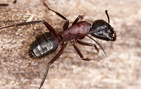 Carpenter ant on a wall