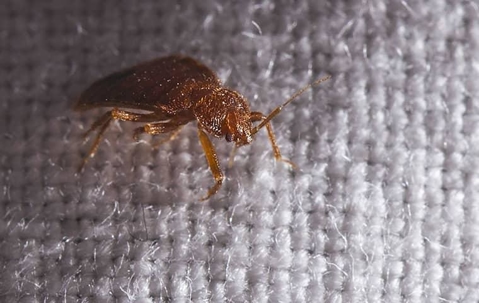 bed bug on bed