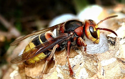 wasp building a nest