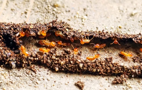 termites in dirt tube