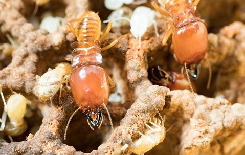 termites crawling on the ground