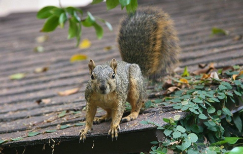 a squirrel on the roof of a home