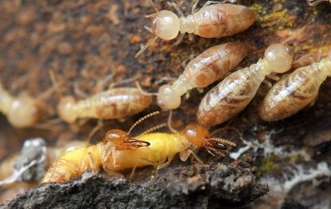 termites in nest eating wood in a house