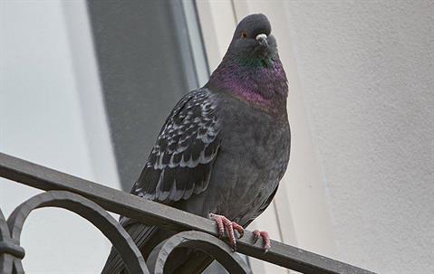 a pigeon perched on a balcony of a home