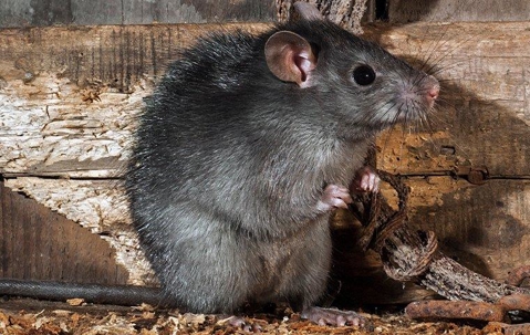rat next to wood