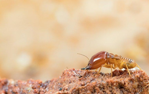 termite crawling on wood