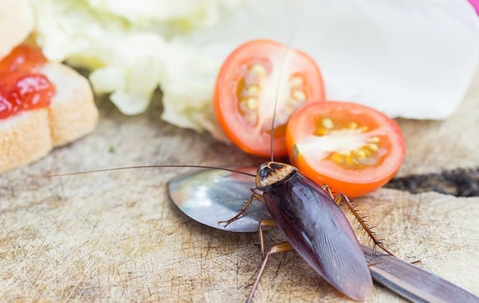 cockroach in kitchen
