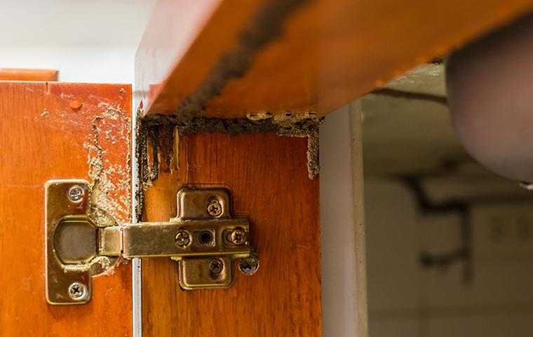 termite damage on a cabinet